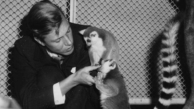 David Attenborough plays with lemurs in a studio segment