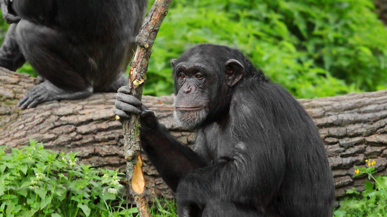A chimpanzee holds a branch