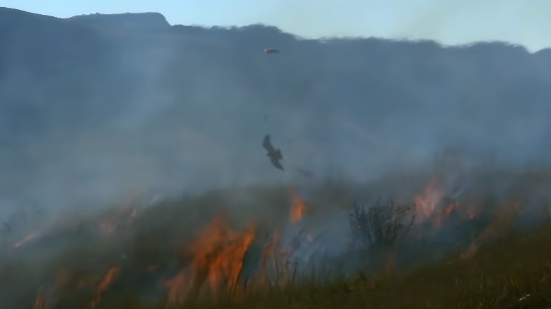 Raptors hunting at wildfire