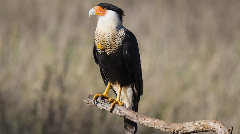 Crested caracara perched on branch