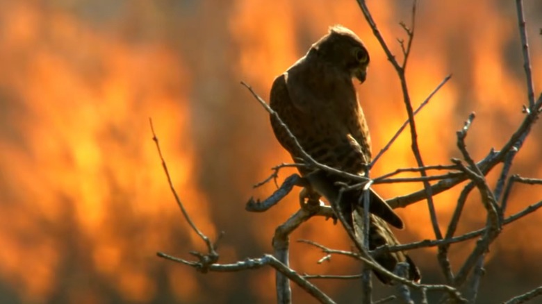 American kestrel hunting by fire