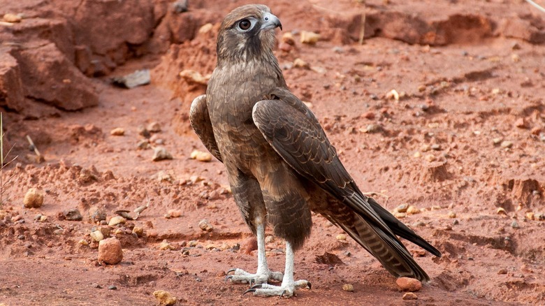 brown falcon perched on ground