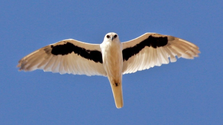 Flying letter-winged kite viewed from below