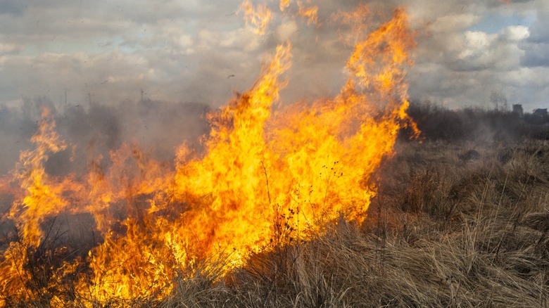 Fire burning grassland
