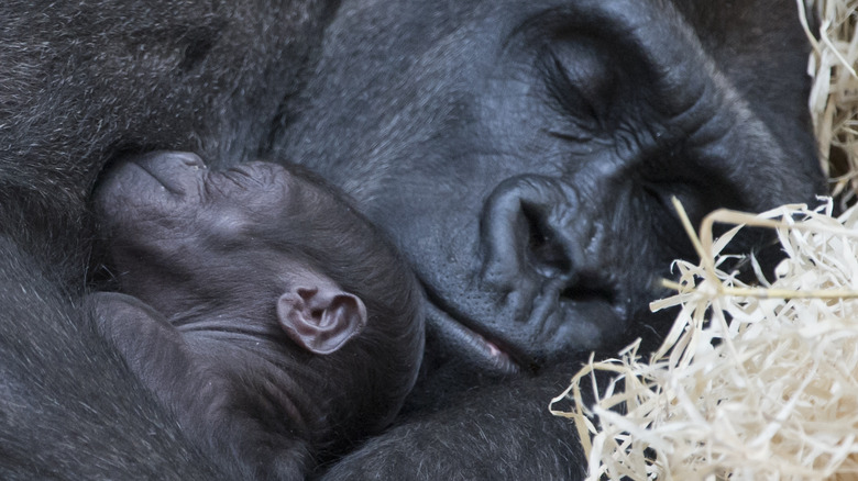 gorilla and baby sleeping
