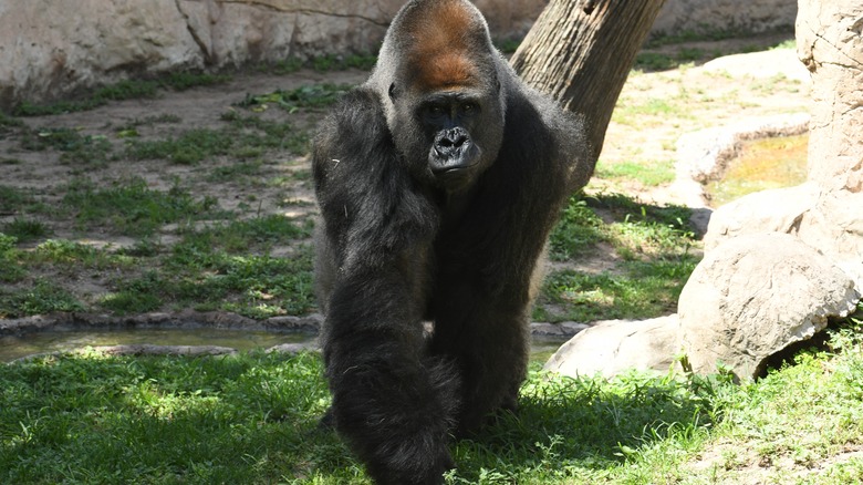 gorilla at the Gladys Porter Zoo