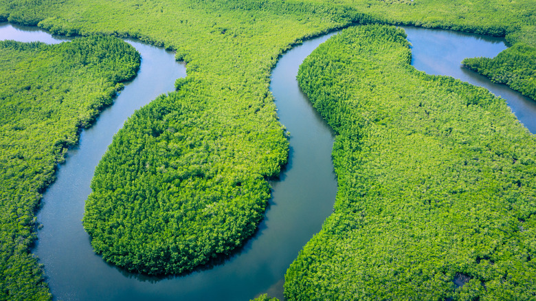 arial view of amazon rainforest