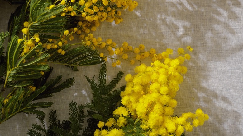Mimosa yellow flowers