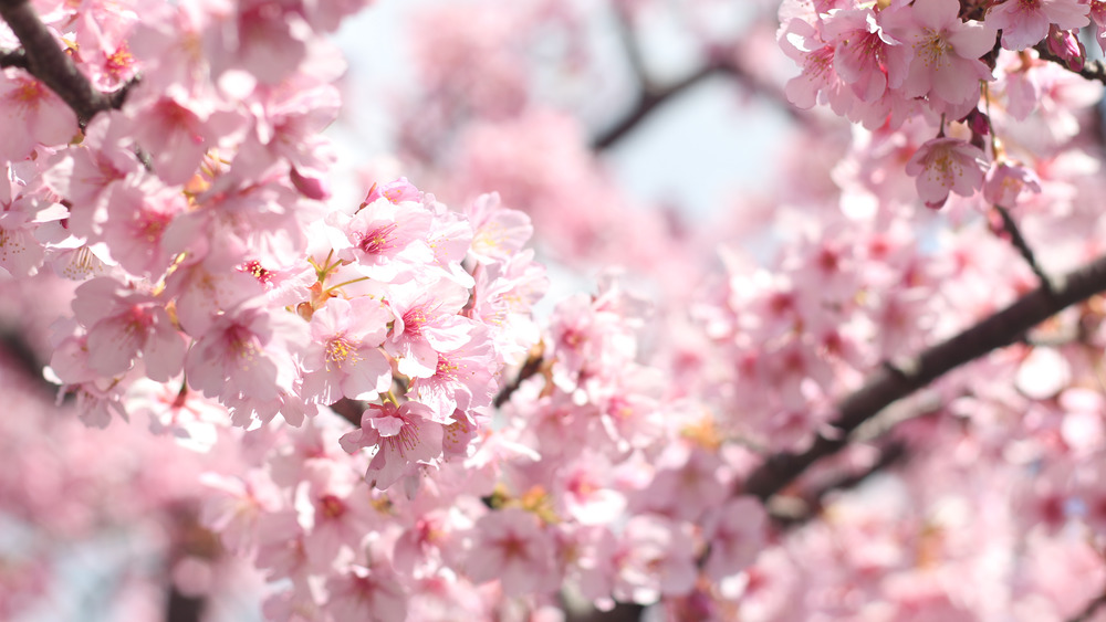 japanese cherry blossoms blooming