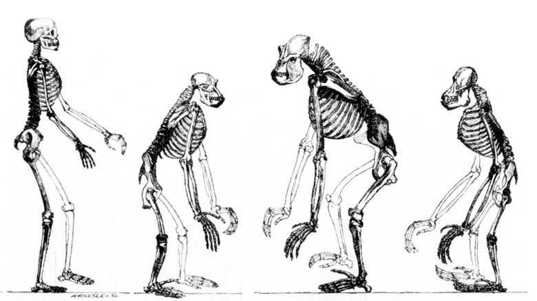 Ape skeletons