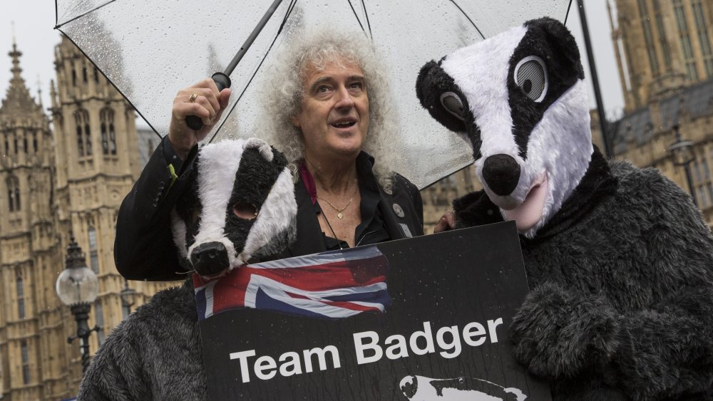 Brian May poses with people dressed as badgers to protest culling in 2016