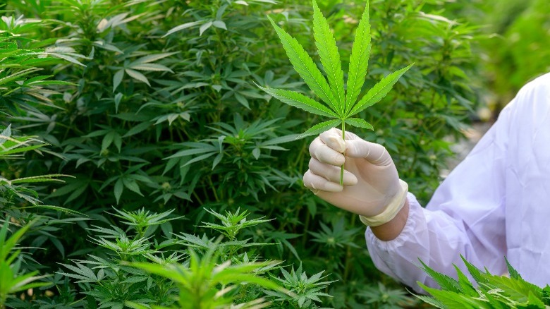 Man holding cannabis flower