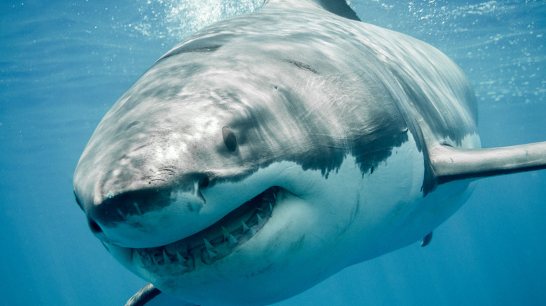 Great White shark smiling 