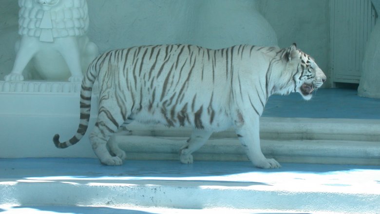 A white tiger