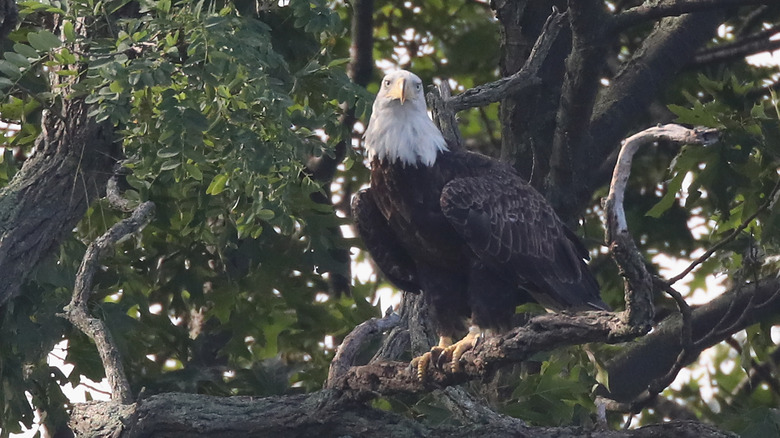 Bald Eagle sitting in tree