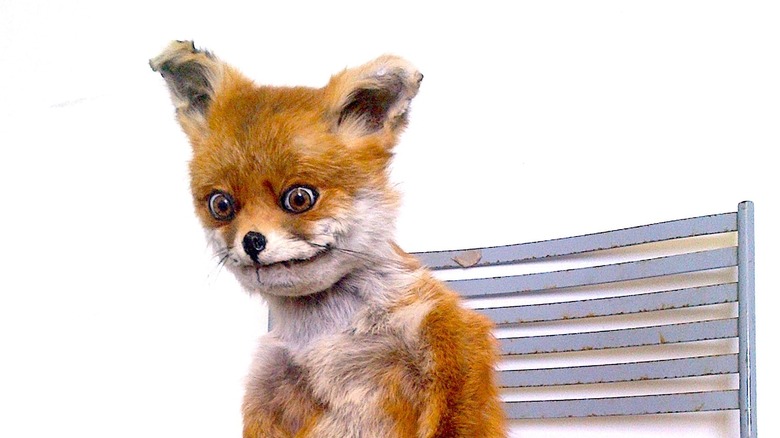 Stoned Fox taxidermy by Adele Morse