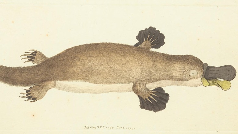 sketch of platypus beak open 1799