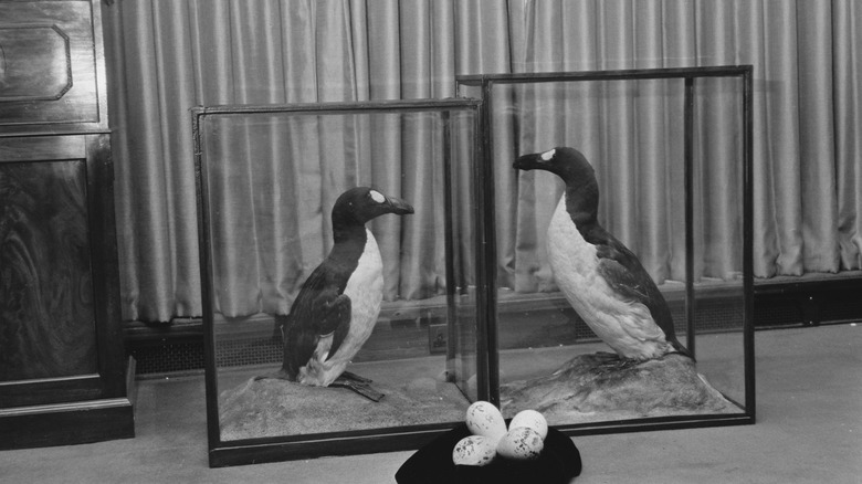 Two Great Auks taxidermied in box