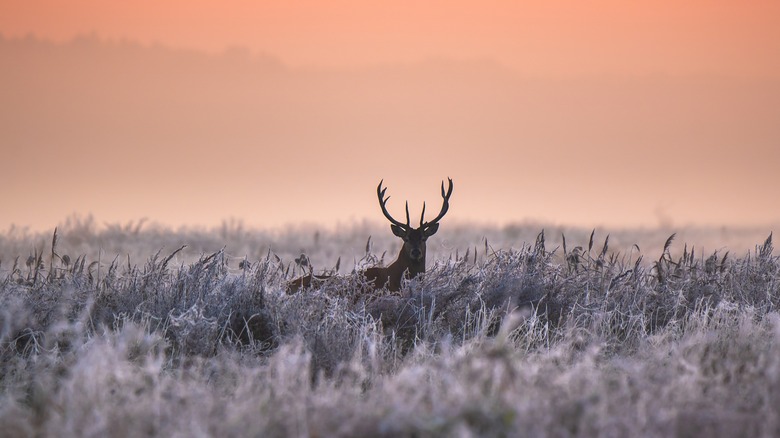 deer in a snoy field sunrise