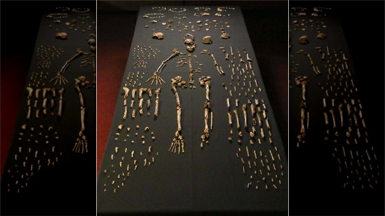 Homo naledi fossil skeletons
