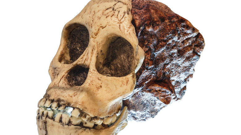 Skull of the Taung child