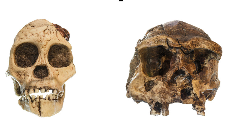 Australopithecus africanus and Homo erectus skulls
