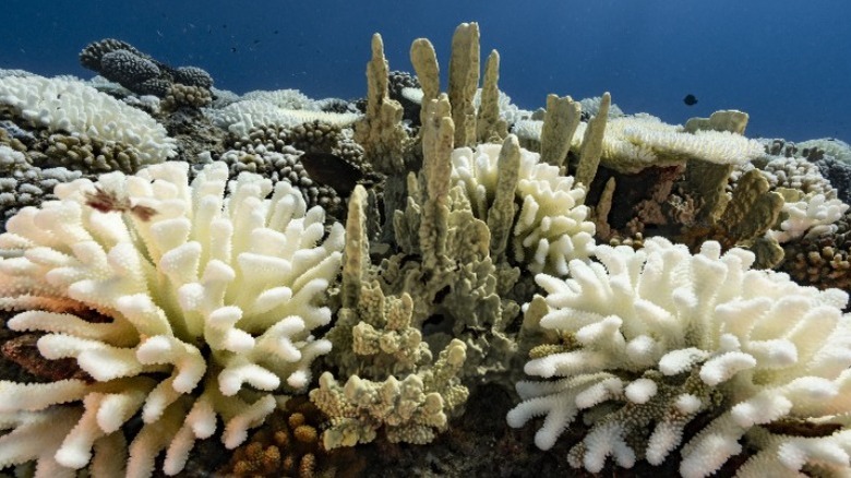 Bleached coral reef
