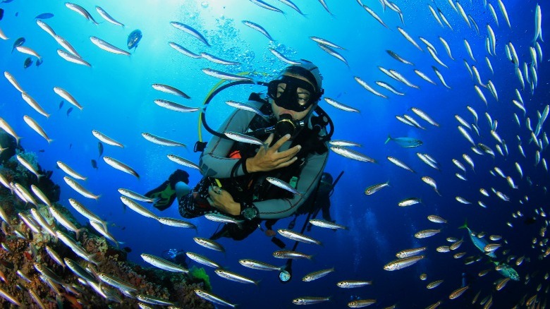 Scuba diver school of fish