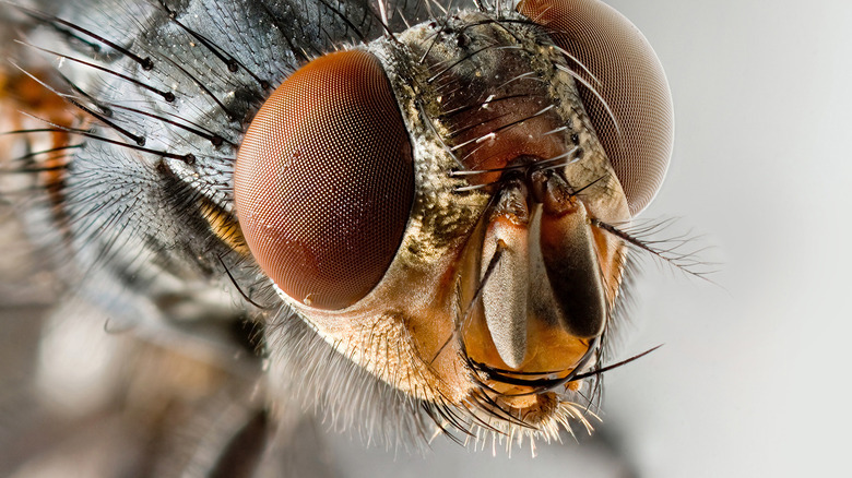 really close up on a fly