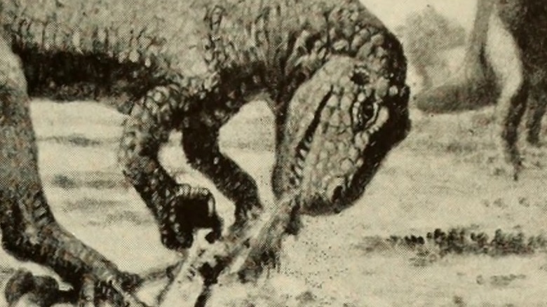 black and white tyrannosaurus eating