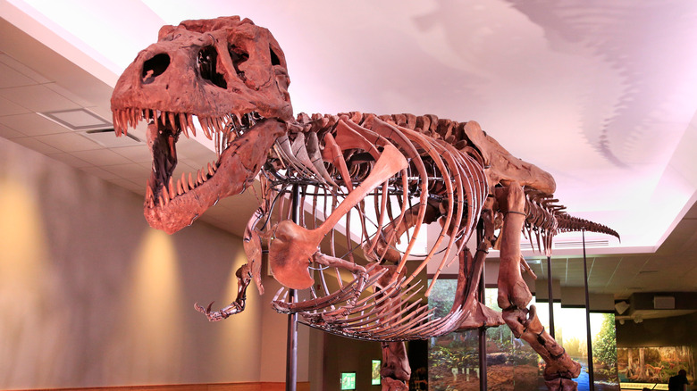 sue t. rex skeleton field museum