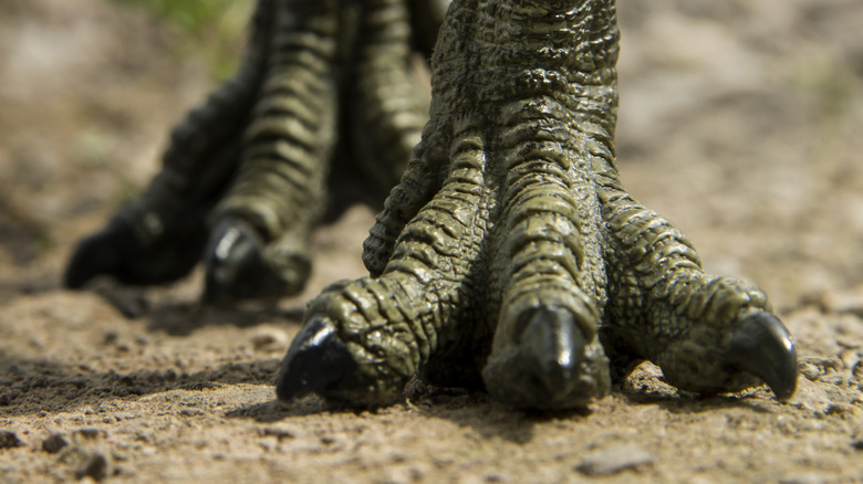close-up of tyrannosaurus rex feet