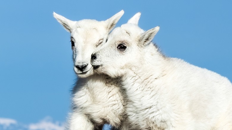 Two baby goats
