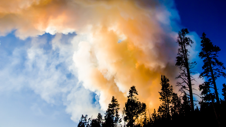 smoke billows from a Yellowstone wildfire