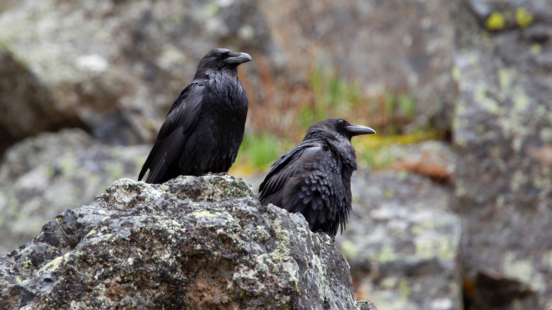 ravens on Yellowstone's Obsidian Cliff