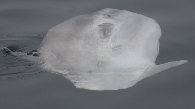 A sunfish on the surface