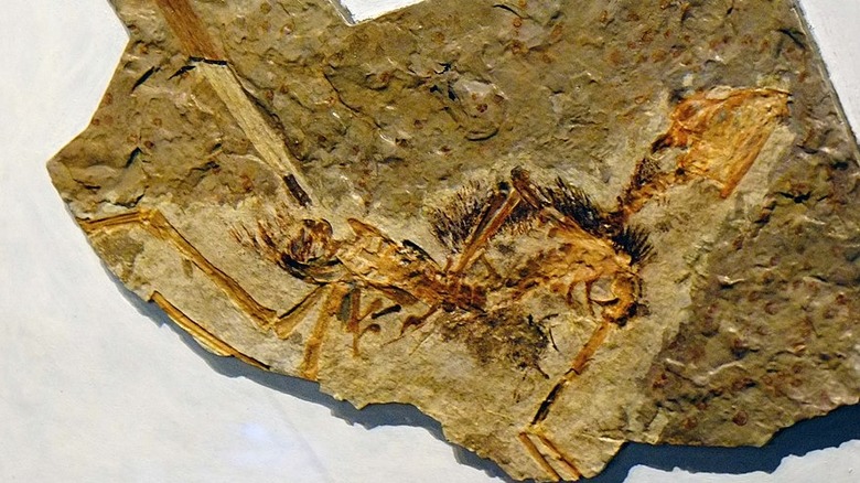 Epidexipteryx hui artist reconstruction