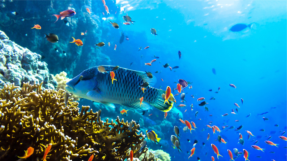 Underwater scene with a coral reef and fish