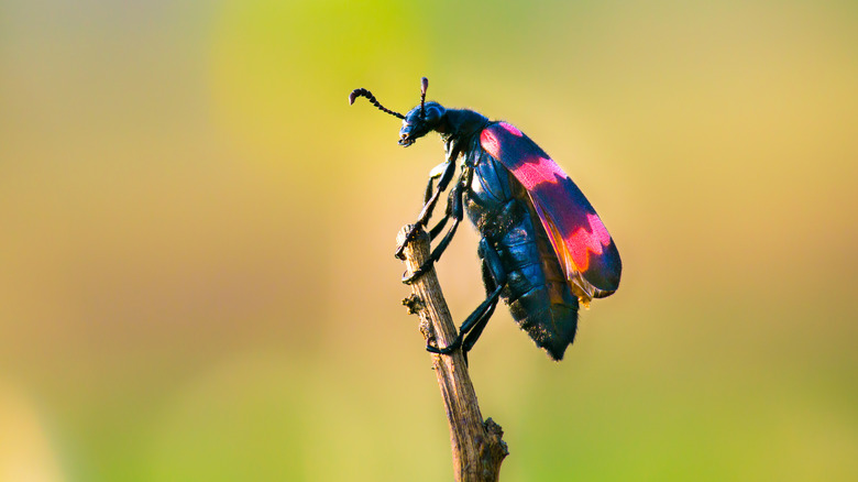 blister beetle holding on to a stick