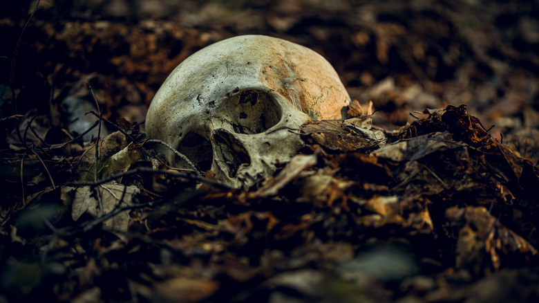 A human skull laying among dead leaves