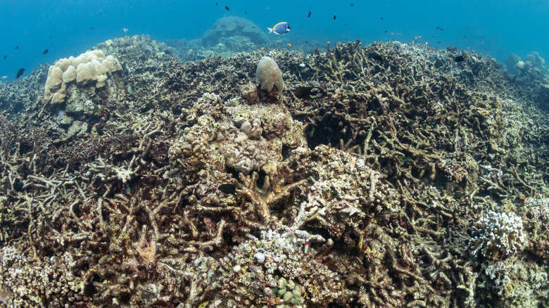 coral reef experiencing bleaching event