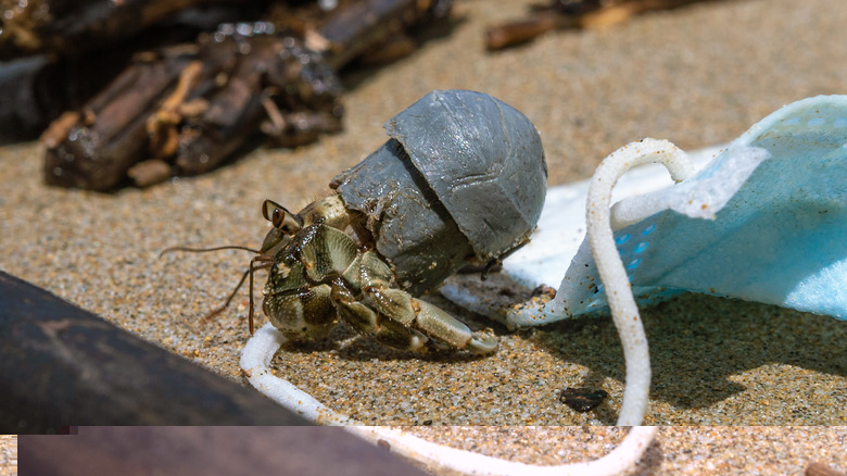 hermit crab in plastic waste
