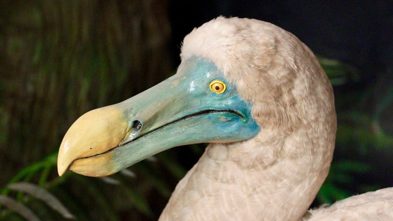 life-sized model of dodo bird