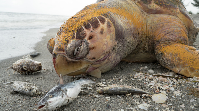 dead turtle and fish on shore