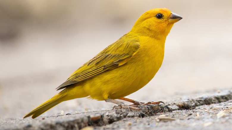 Yellow canary perched on ground