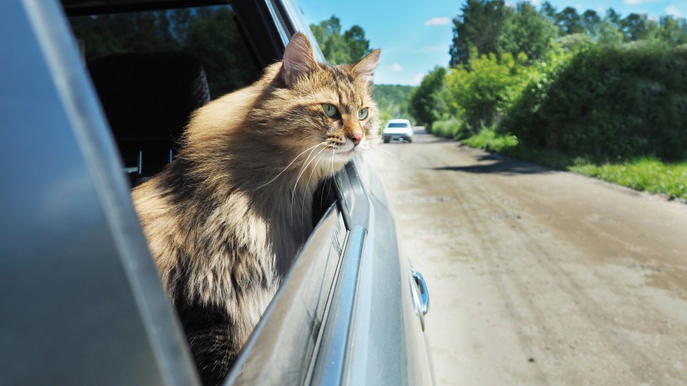 Cat in a car