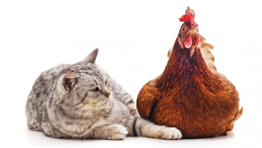 Cat with chicken