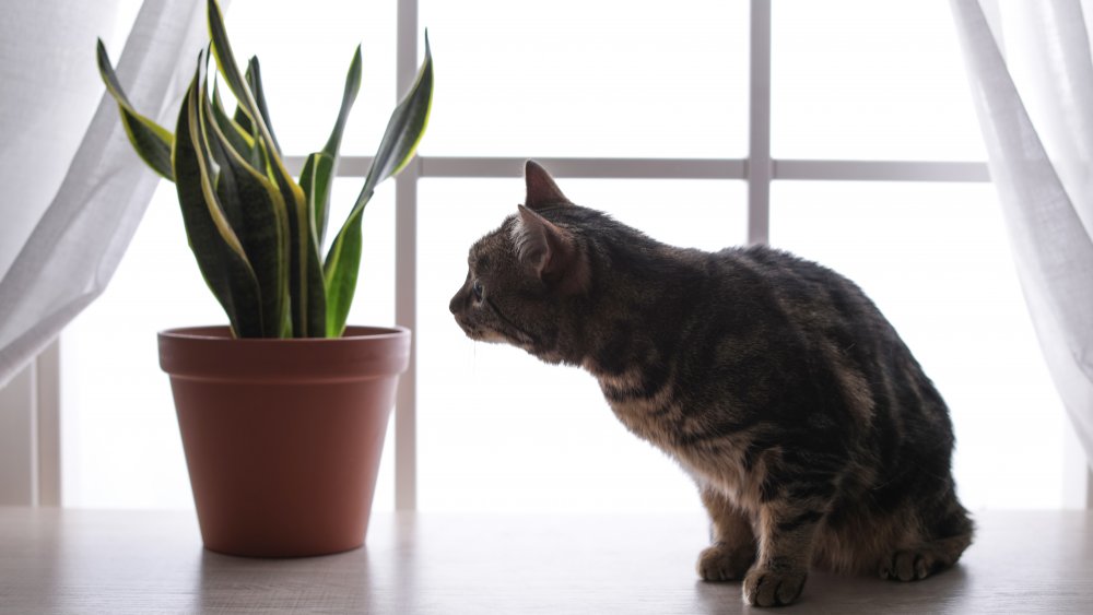 Cat with houseplant