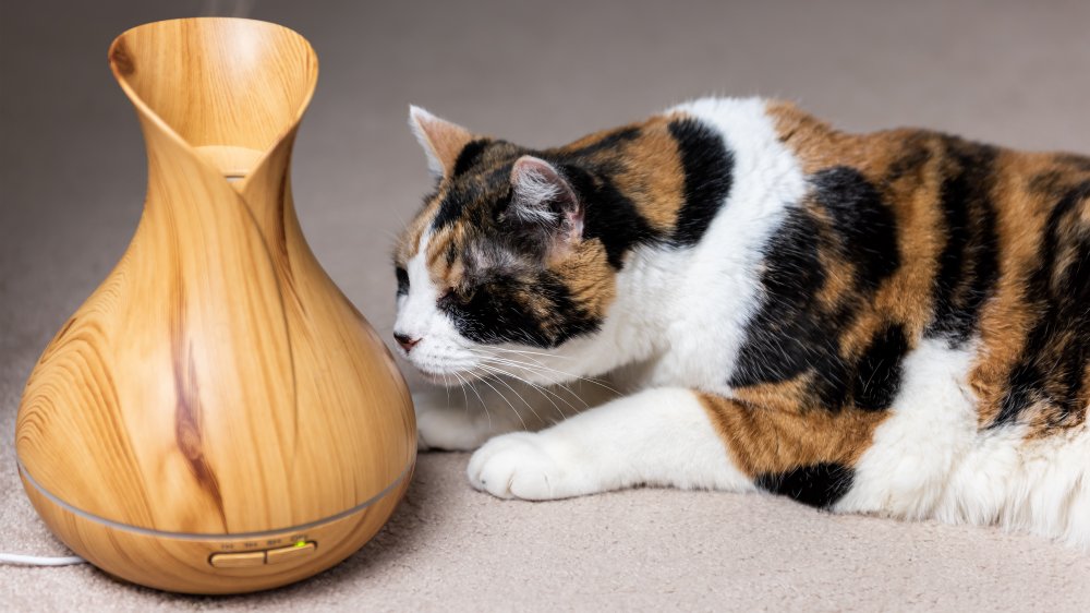Cat with essential oil diffuser