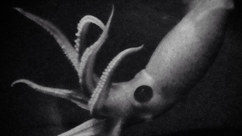 squid deep sea eye